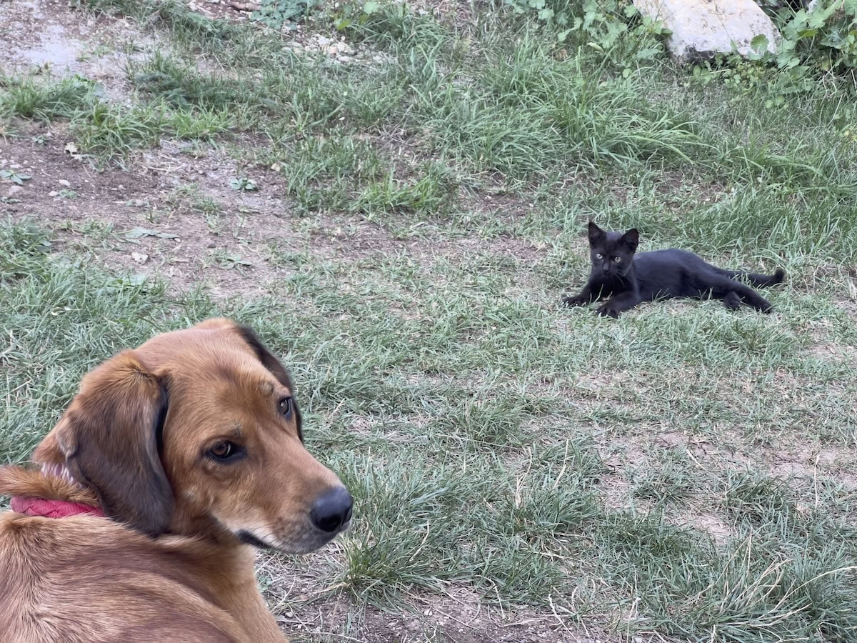 Miki and Lava lying in the grass