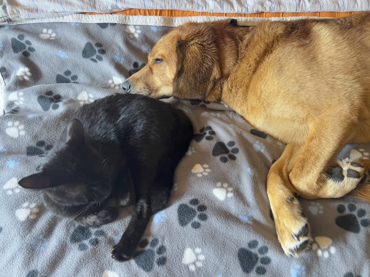 Miki and Lava sleeping next to each other