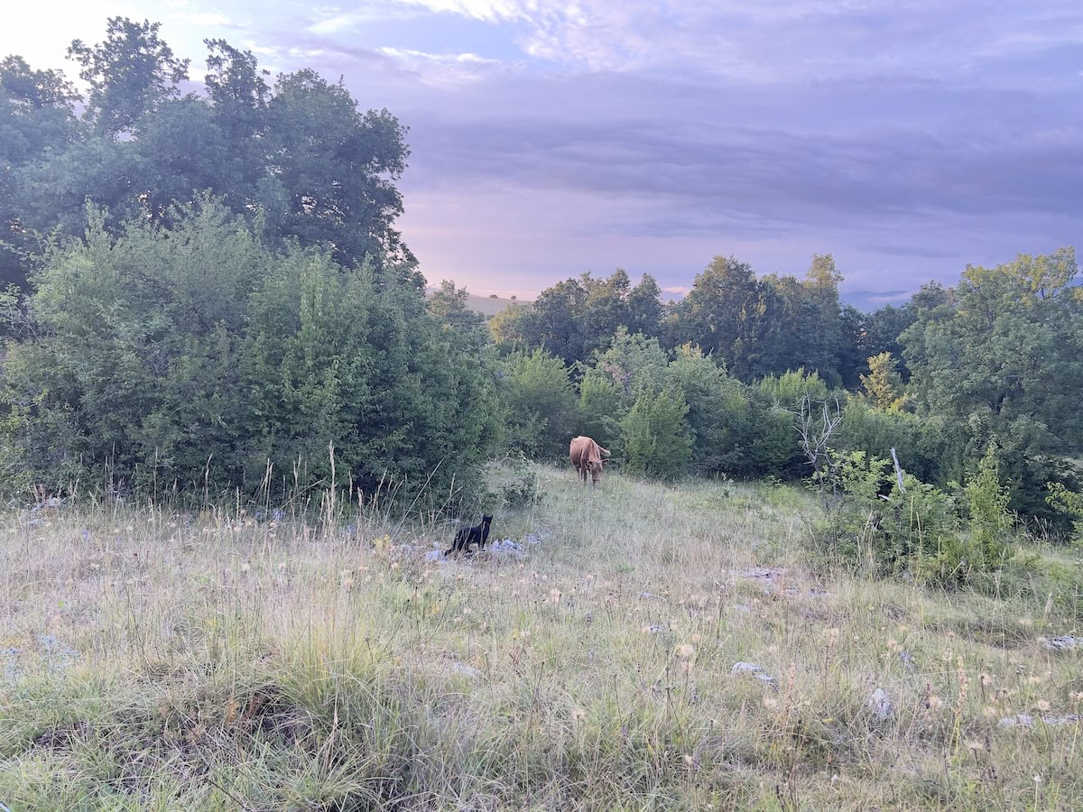 Miki exploring under rain clouds