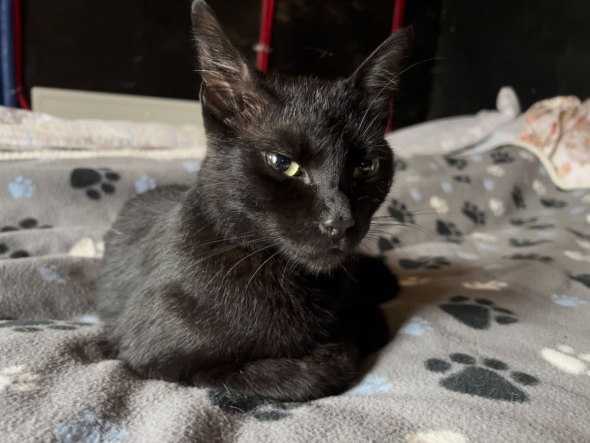 Miki lying on a blanket