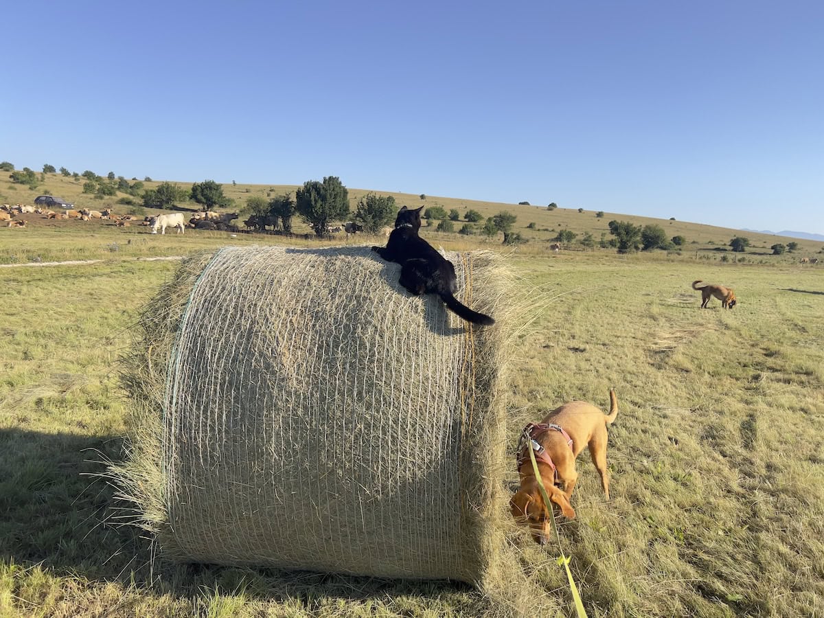 Miki on top of a hay bale with the dogs