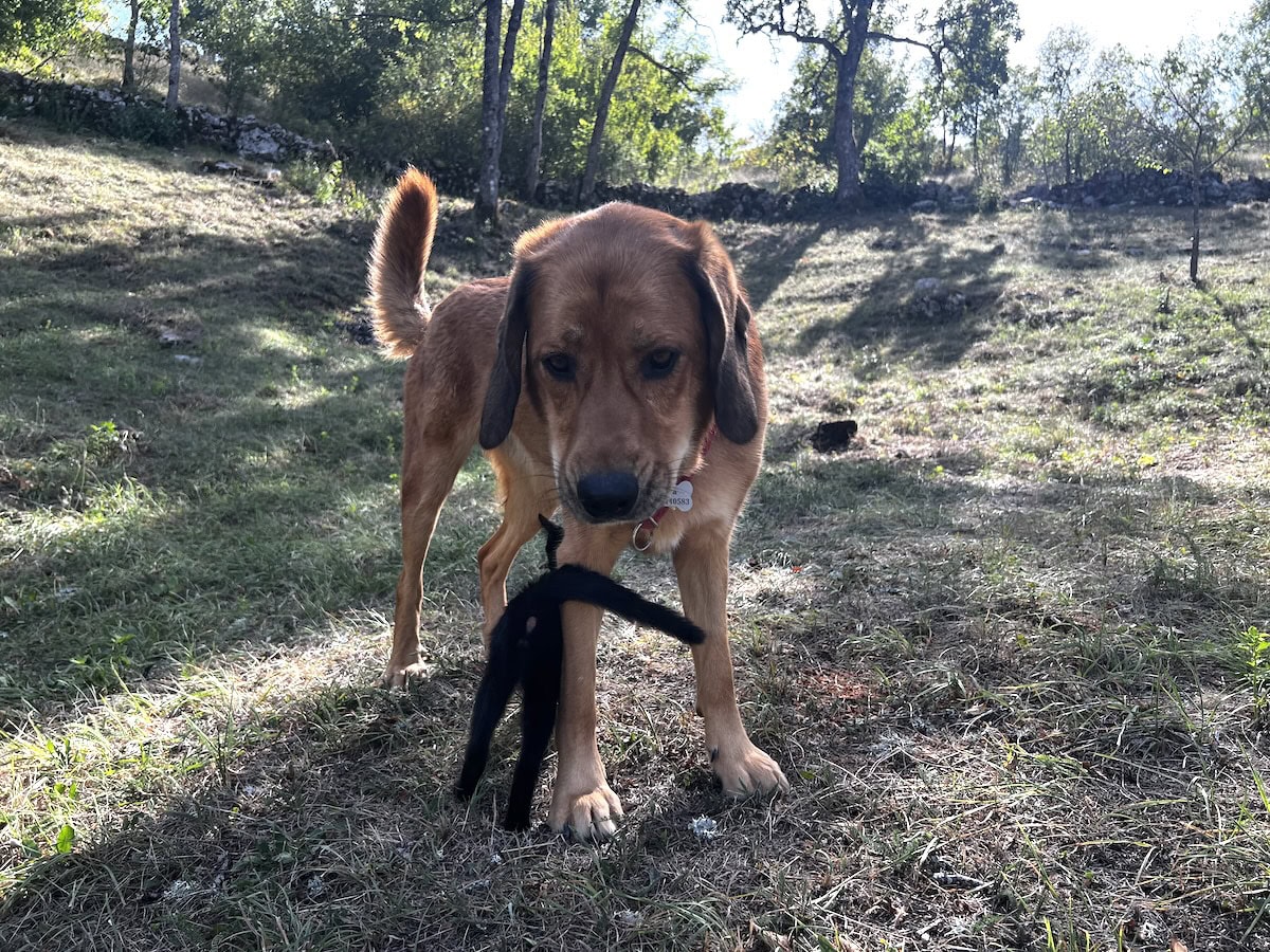 Miki rubbing past the dog's legs