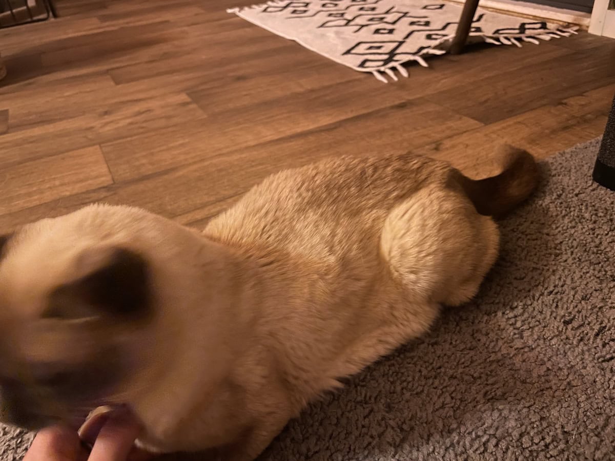 Skinny little loafer.