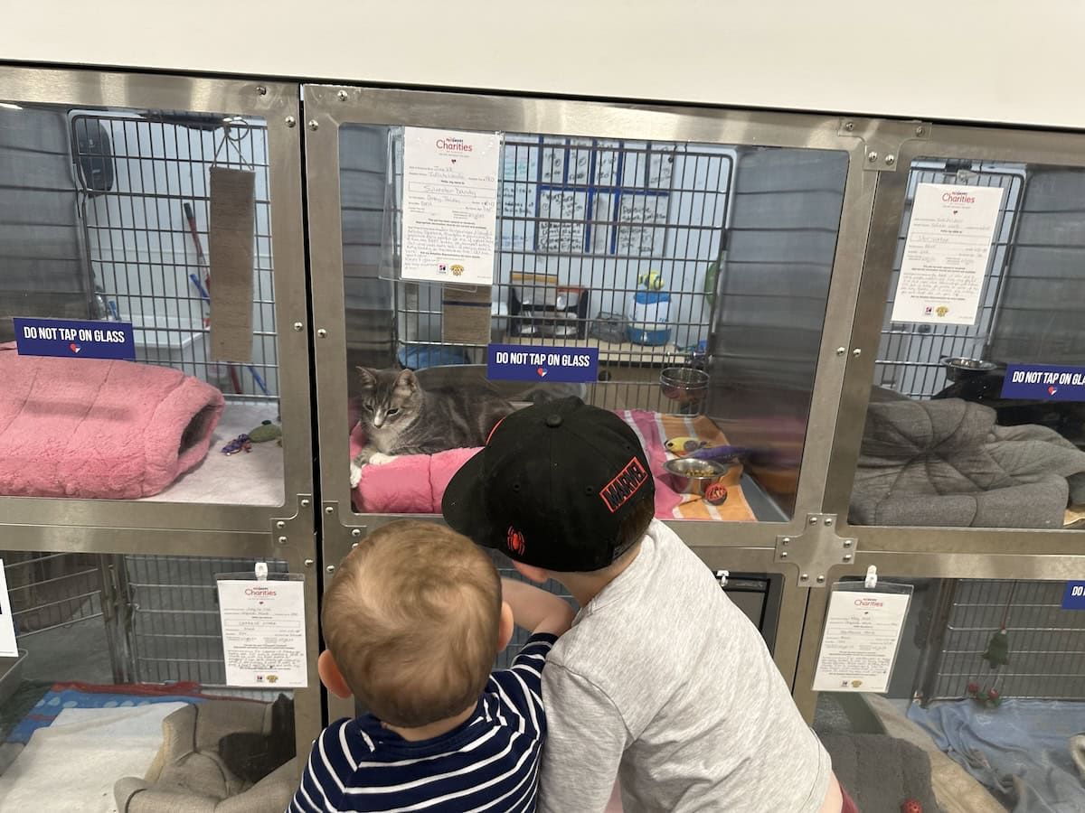 The boys at the cat adoption center