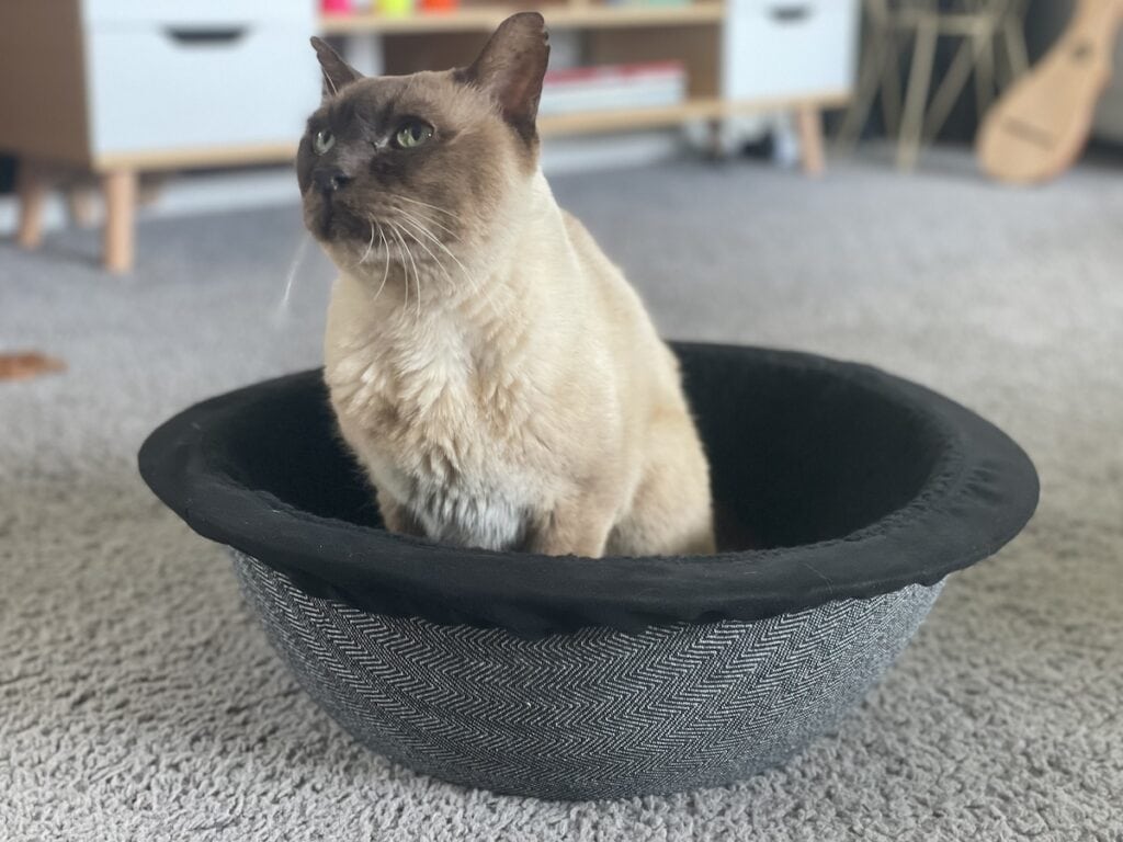 The first introduction: Baby Cat and his Hepper Nest Bed