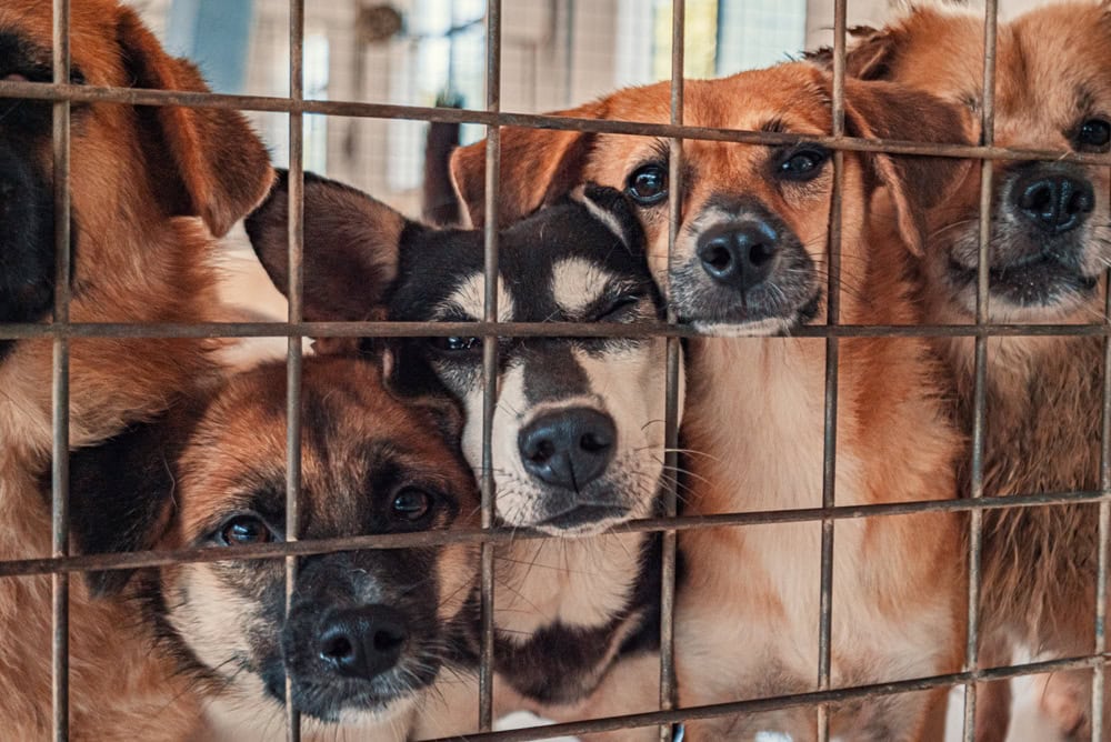 Unwanted and homeless dogs of different breeds in animal shelter