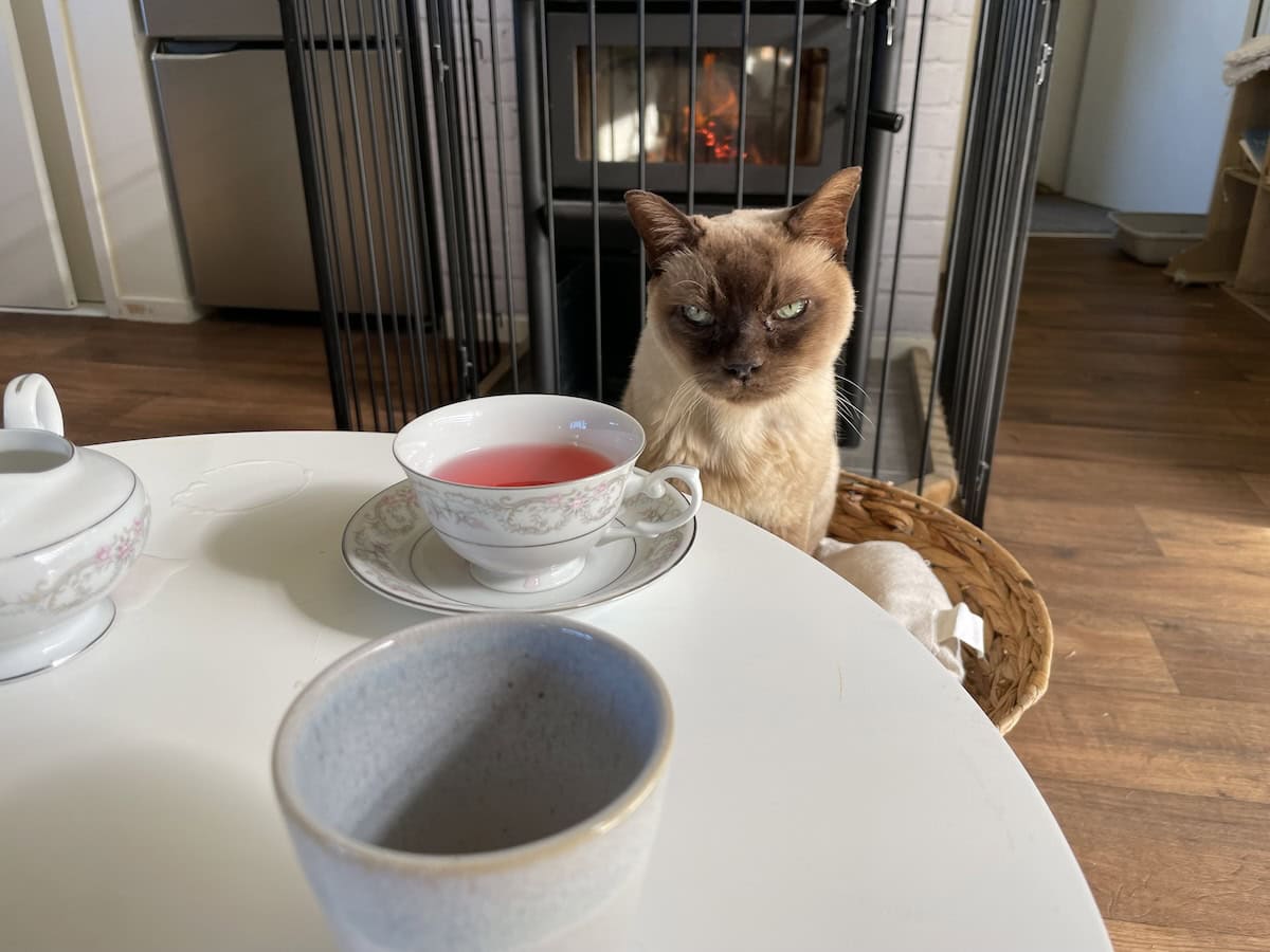 Wondering if there is anything more feline-friendly on the menu.