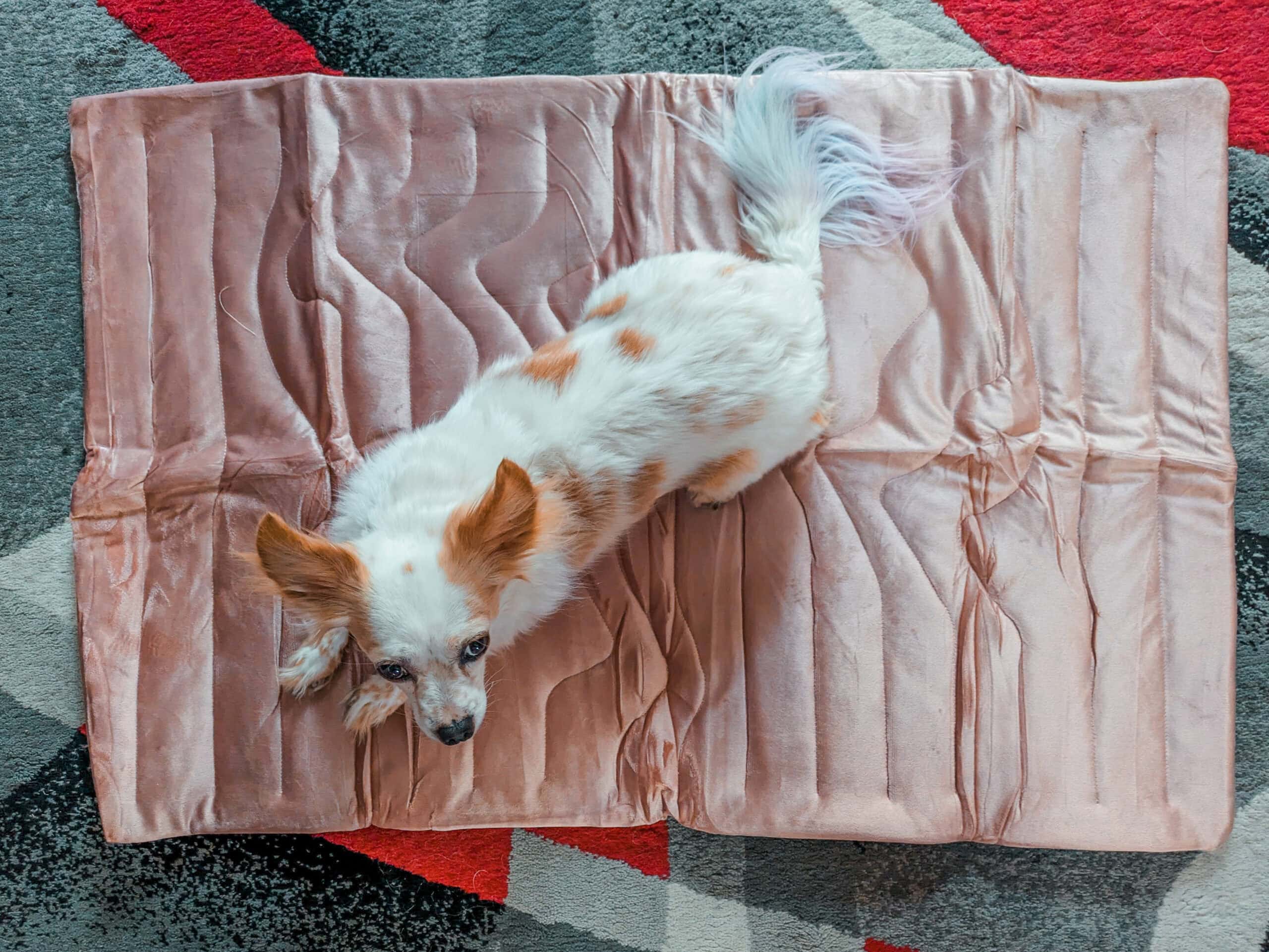 Zonli Pet cooling mat with dog 3