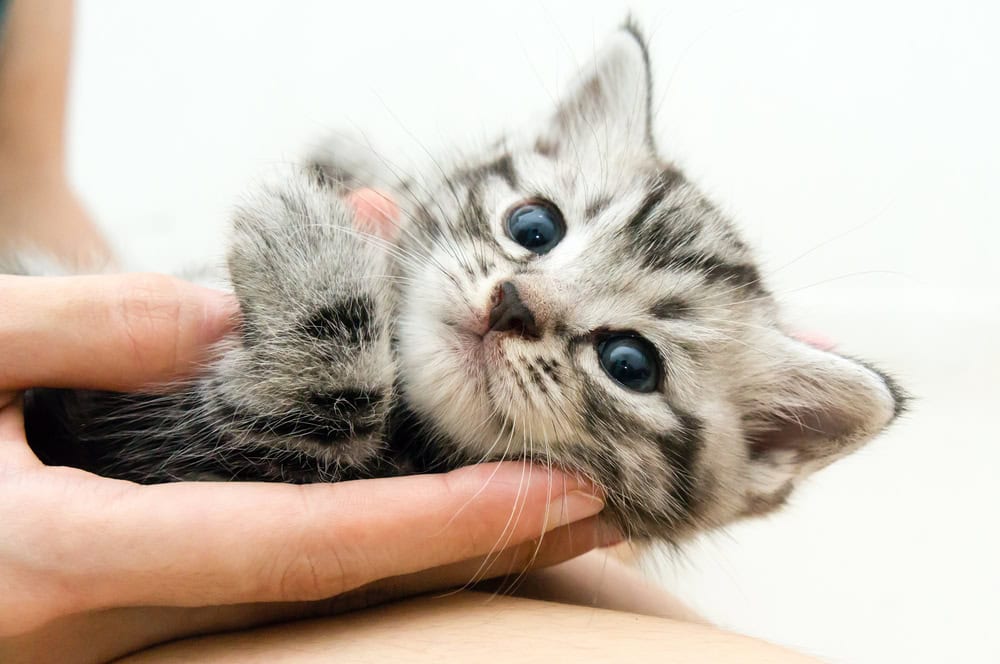 american shorthair kitten held by owner