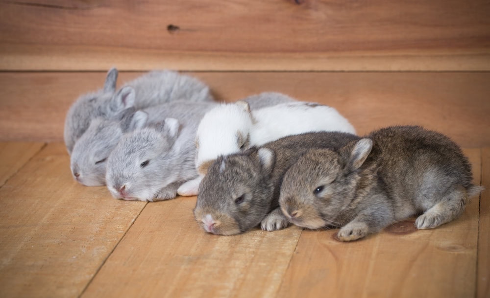 baby bunny sits on wood floor