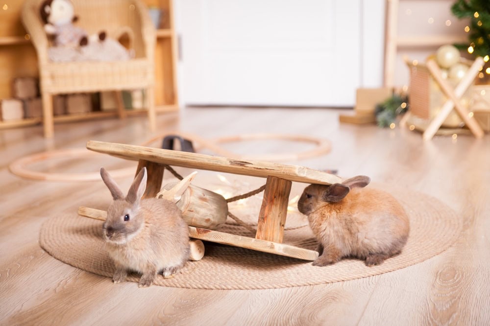 beautiful and funny rabbits playing in a kid's playroom