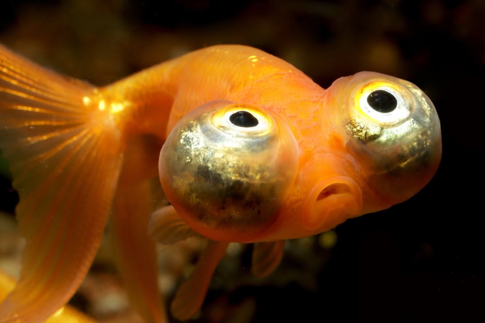 celestial eye goldfish in a tank