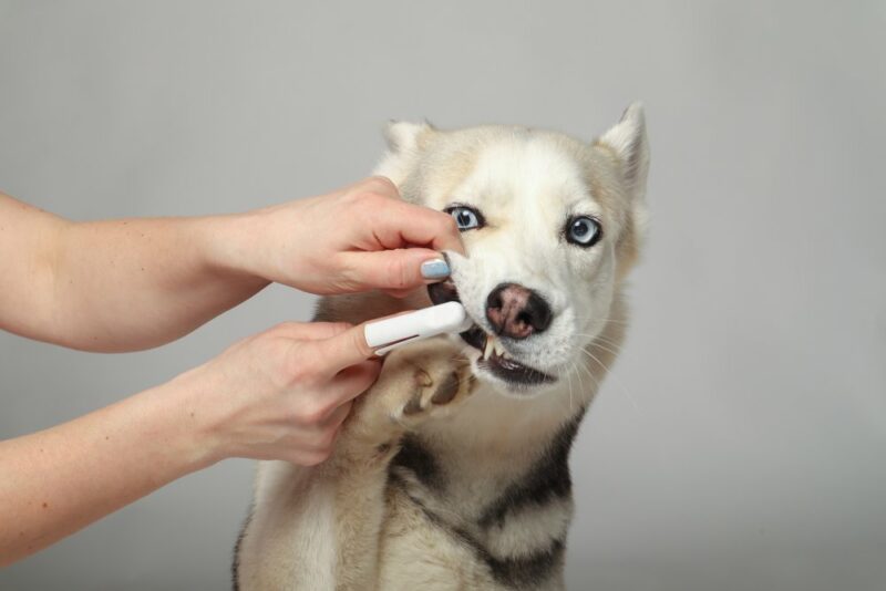 close up person brushing the teeth of a husky dog