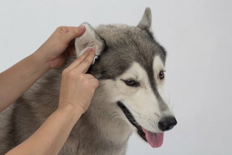 close up person cleaning husky's ears with wipes