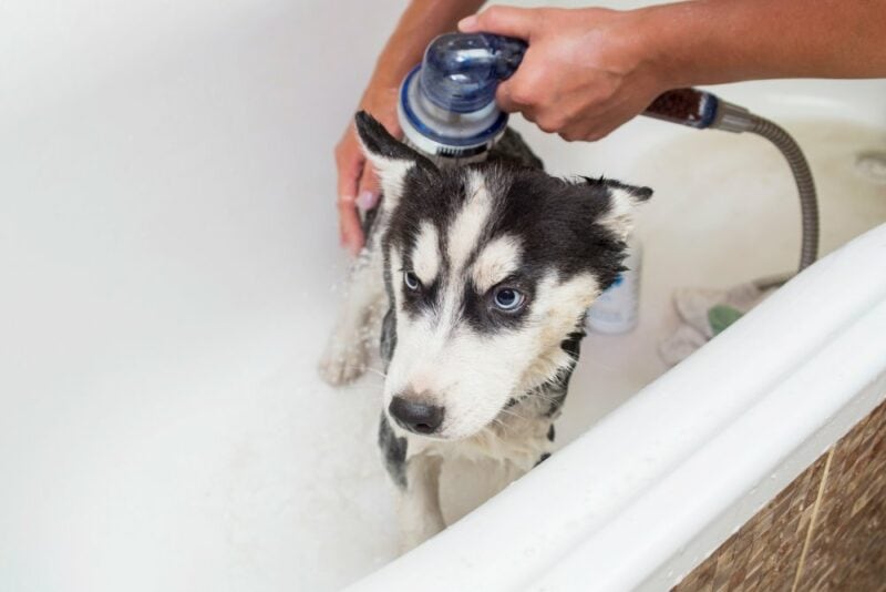 close up person giving husky puppy a bath