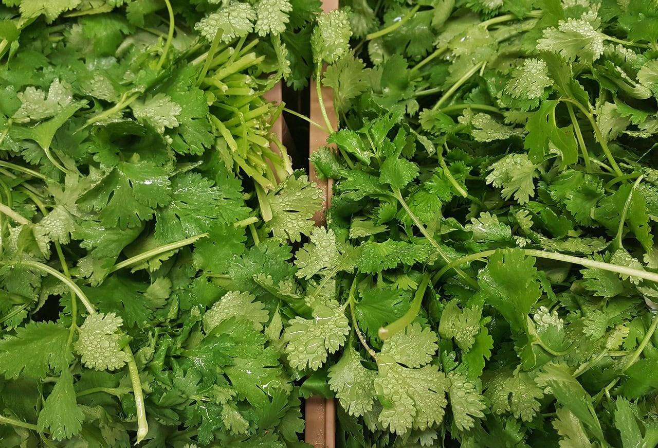 fresh cilantro