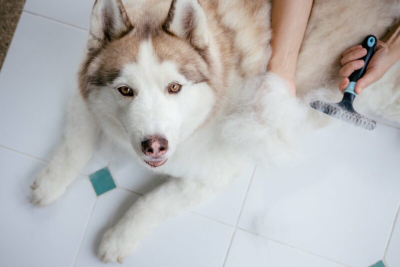 husky dog lying on the floor with a brush