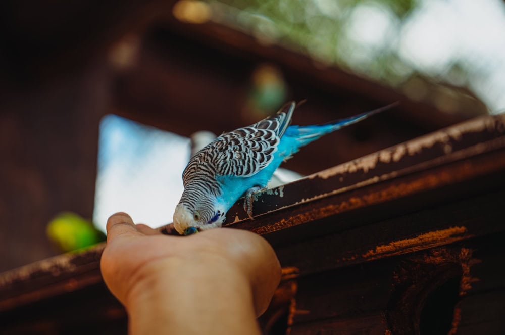 parakeet eating from owners hand