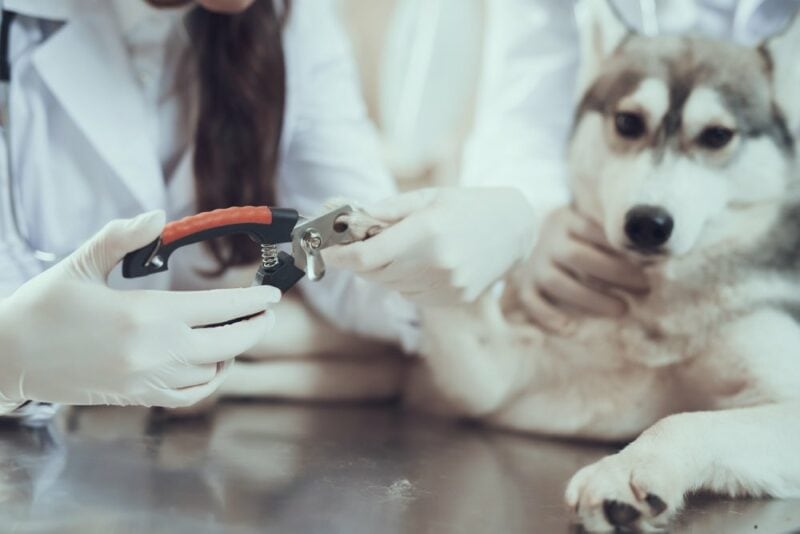 veterinarian trimming the nails of a husky dog
