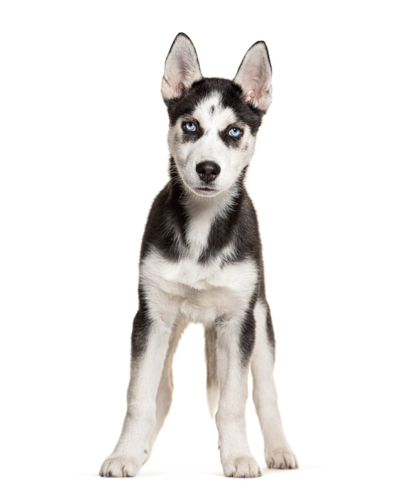 young husky dog with summer haircut