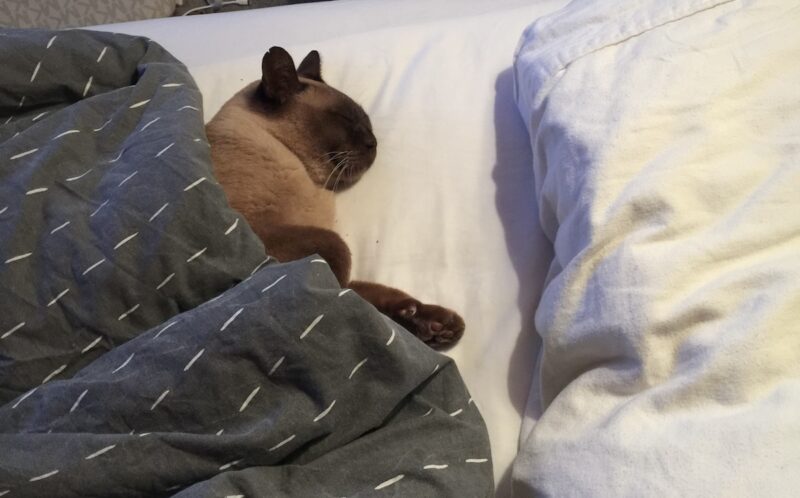 Baby Cat taking up as much room in the bed as a person.