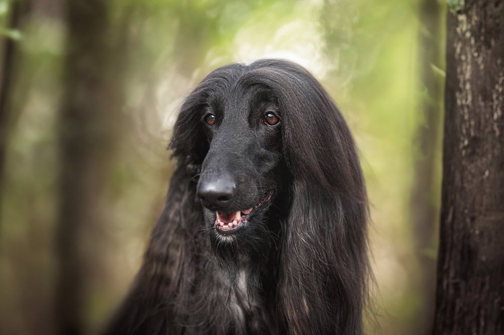 Afghan Hound