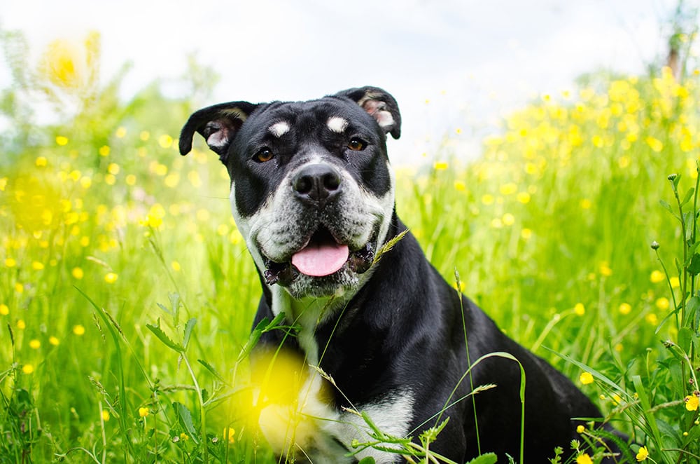 alano espanol dog in the field