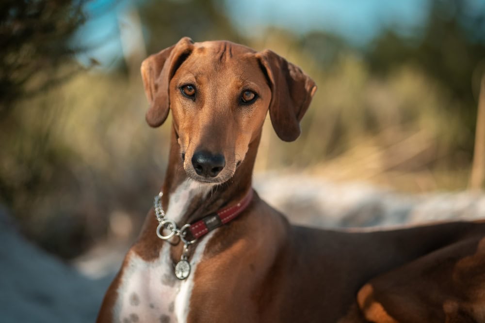 Azawakh Dog