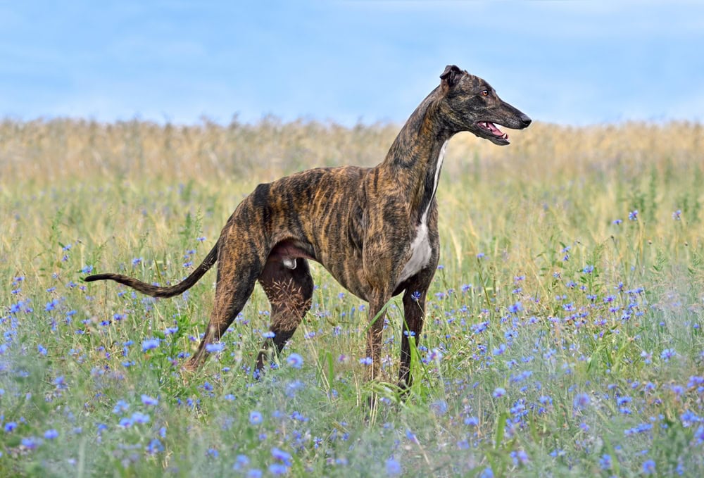 Beautiful brindle English Greyhound