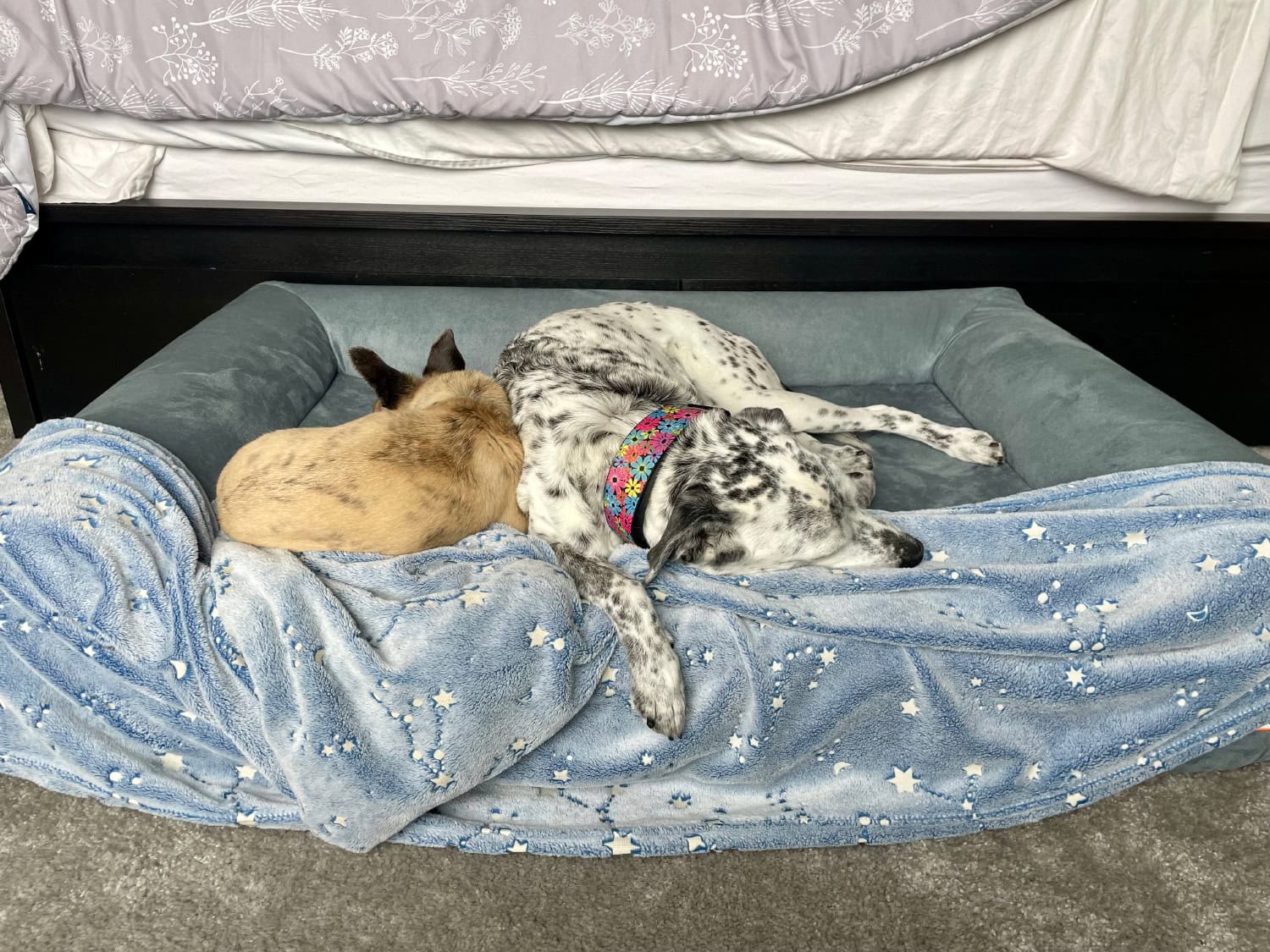 Big Barker Orthopedic Dog Bed - papyrus and ragz sleeping on the dog bed