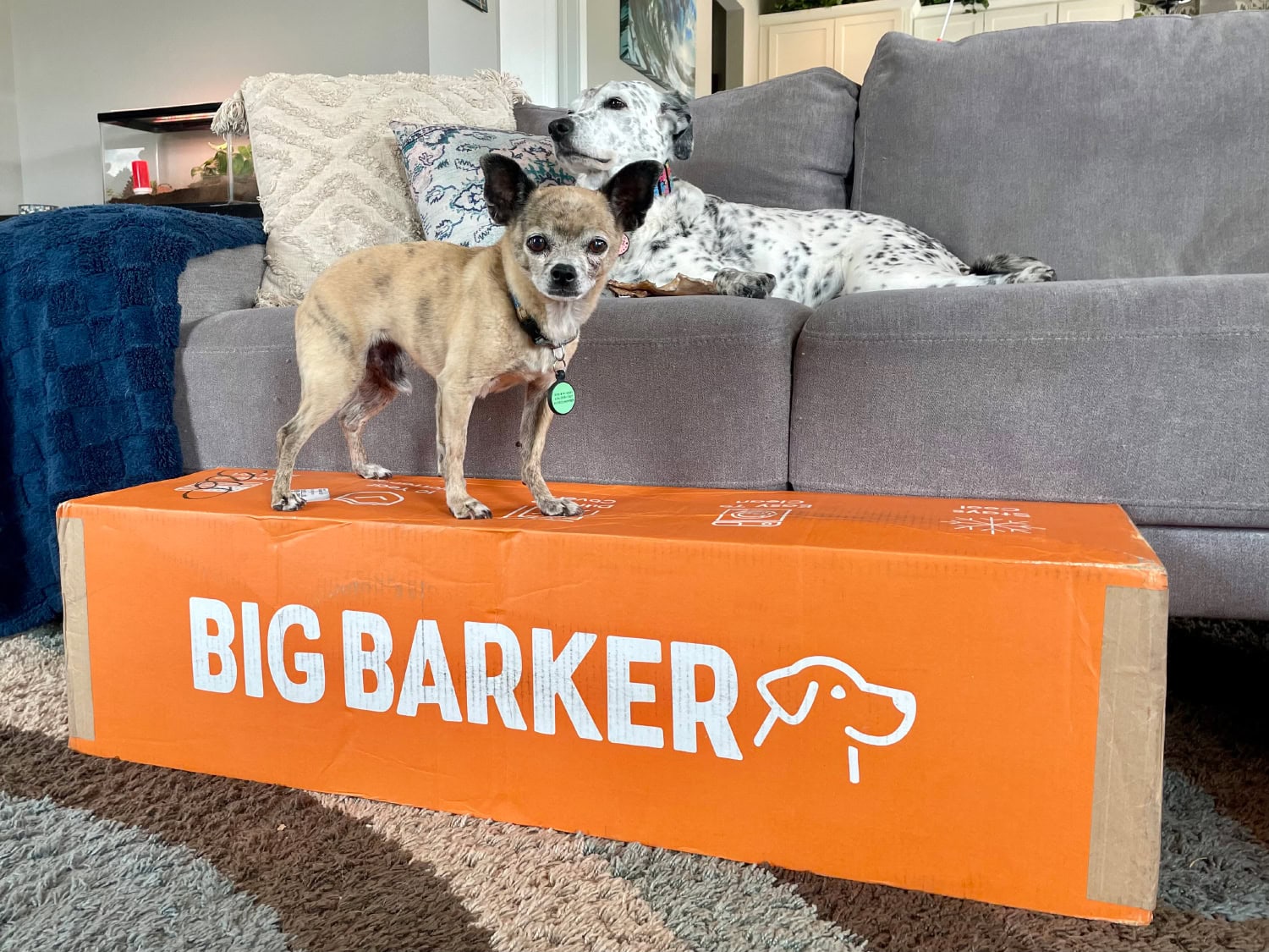 Big Barker Orthopedic Dog Bed - papyrus standing on the box