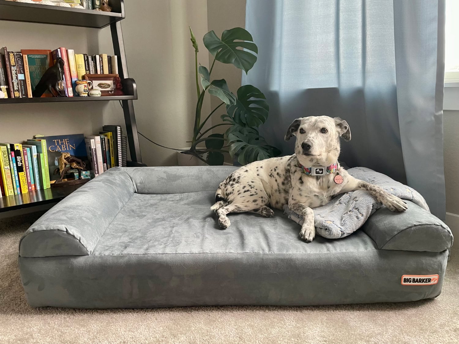 Big Barker Orthopedic Dog Bed - ragz lying on the dog bed