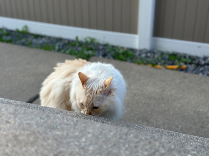 Blue camping out by the cement stairs