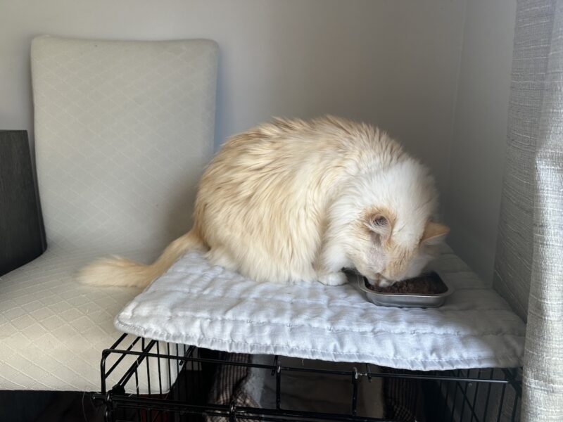 Blue eating on top of her crate