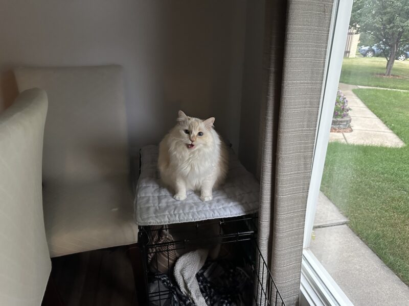 Blue meowing from the top of her kennel