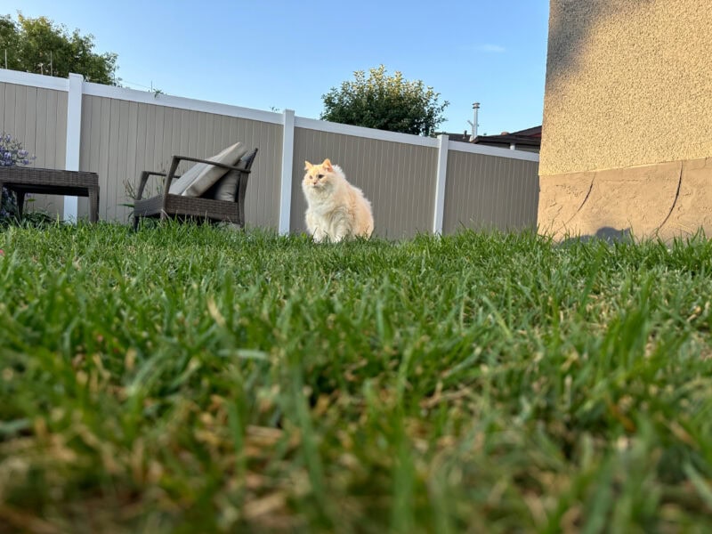 Blue sitting in the yard