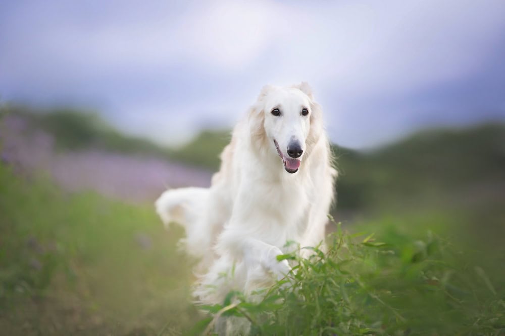 Borzoi