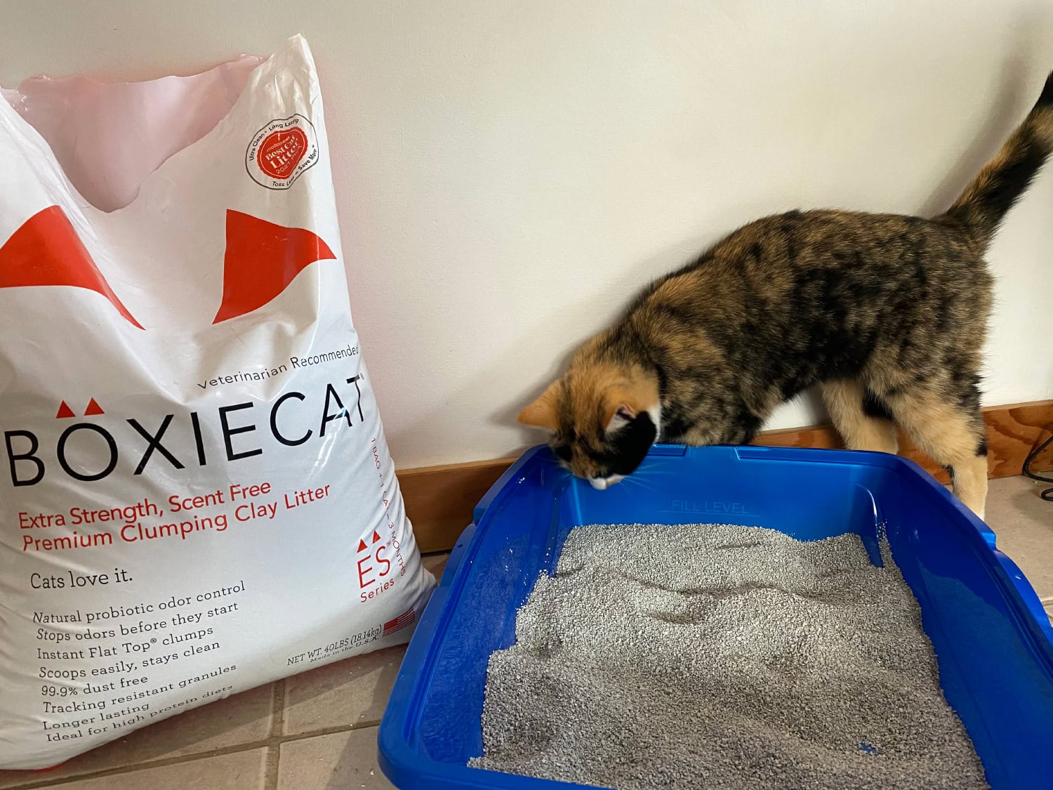 BoxieCat Cat Litter - cat sniffing the litter