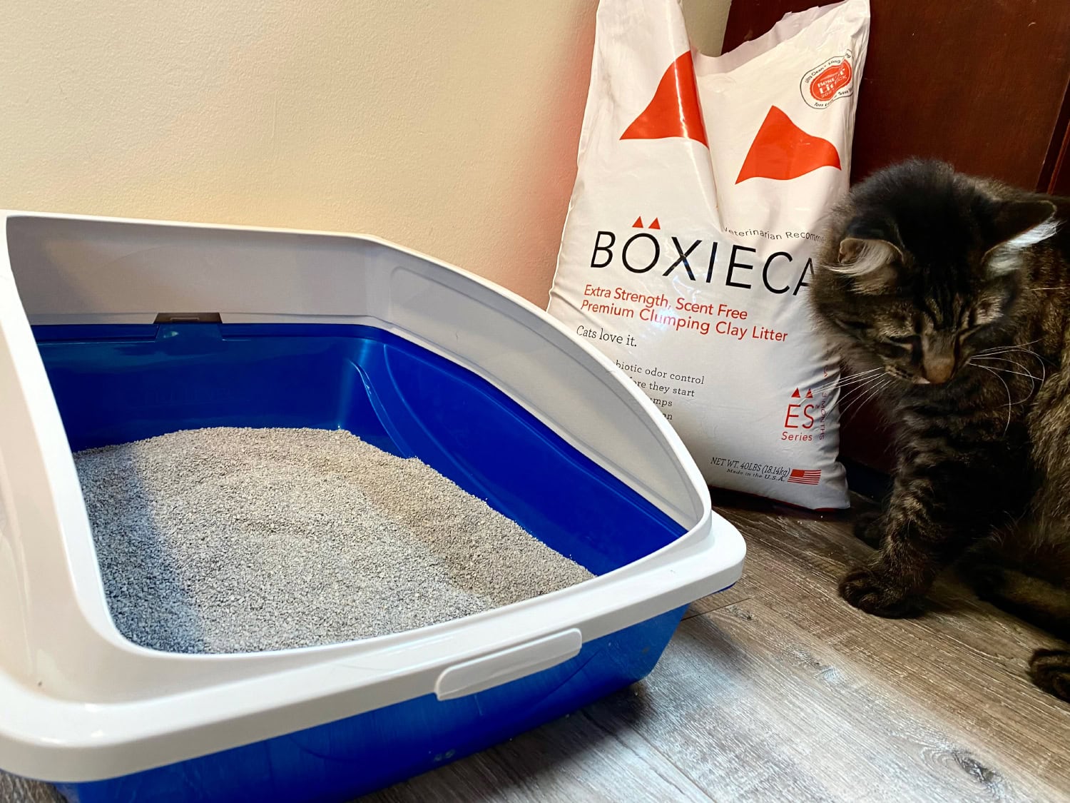 BoxieCat Cat Litter - kitten standing beside the sack