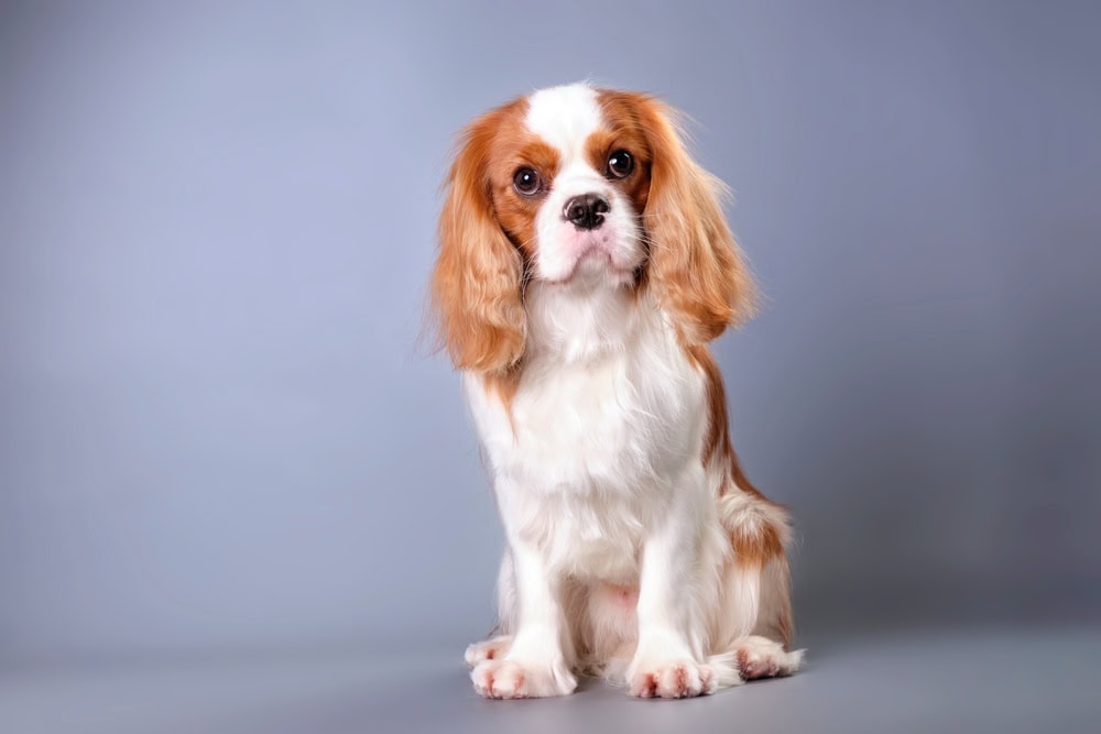 Cavalier King Charles Spaniel