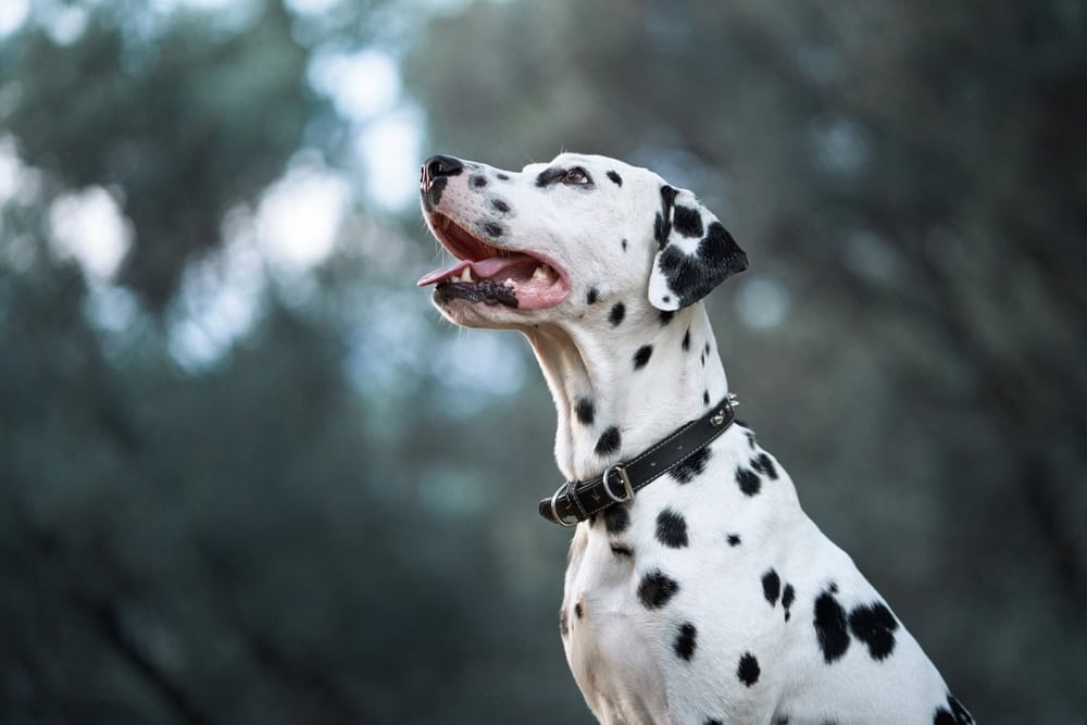 Dalmatian Dog