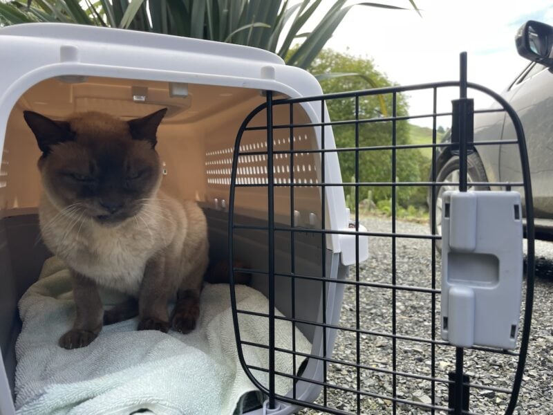 Definitely caught him at the wrong moment, he was not this grumpy about being in his crate.
