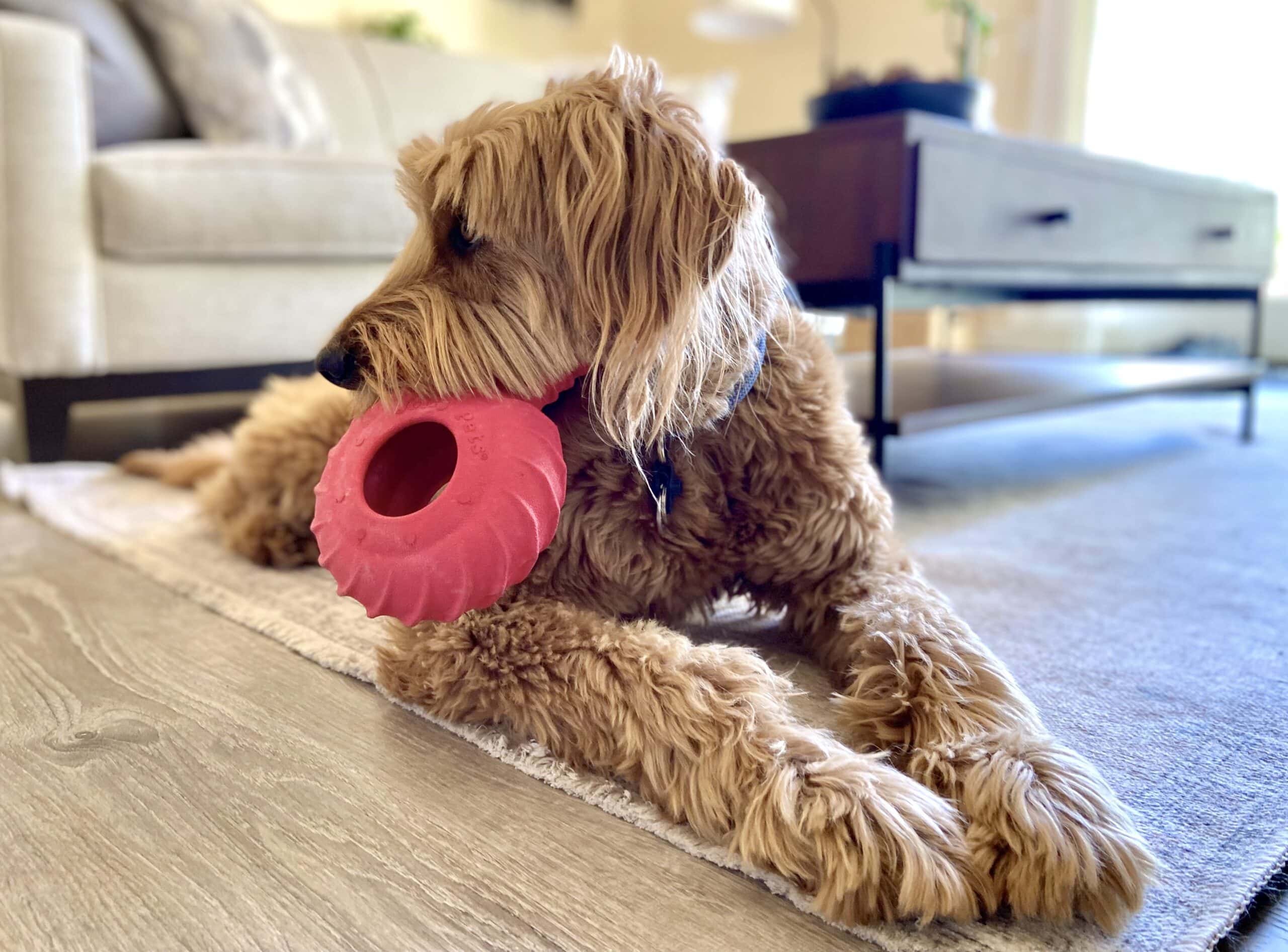 Dog chewing Jolly Pets dog toy