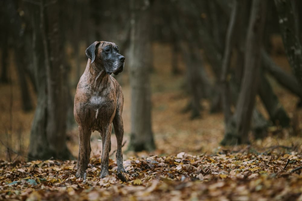 Great Dane