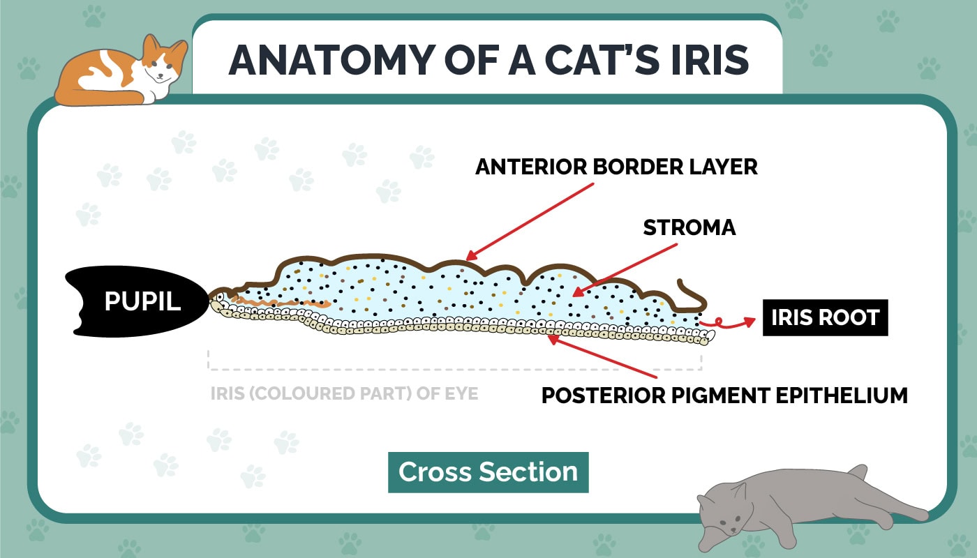 anatomy of cat's iris