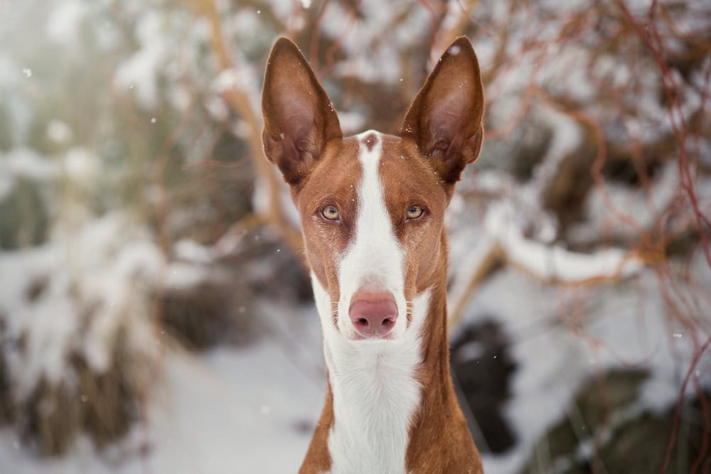 Ibizan Hound