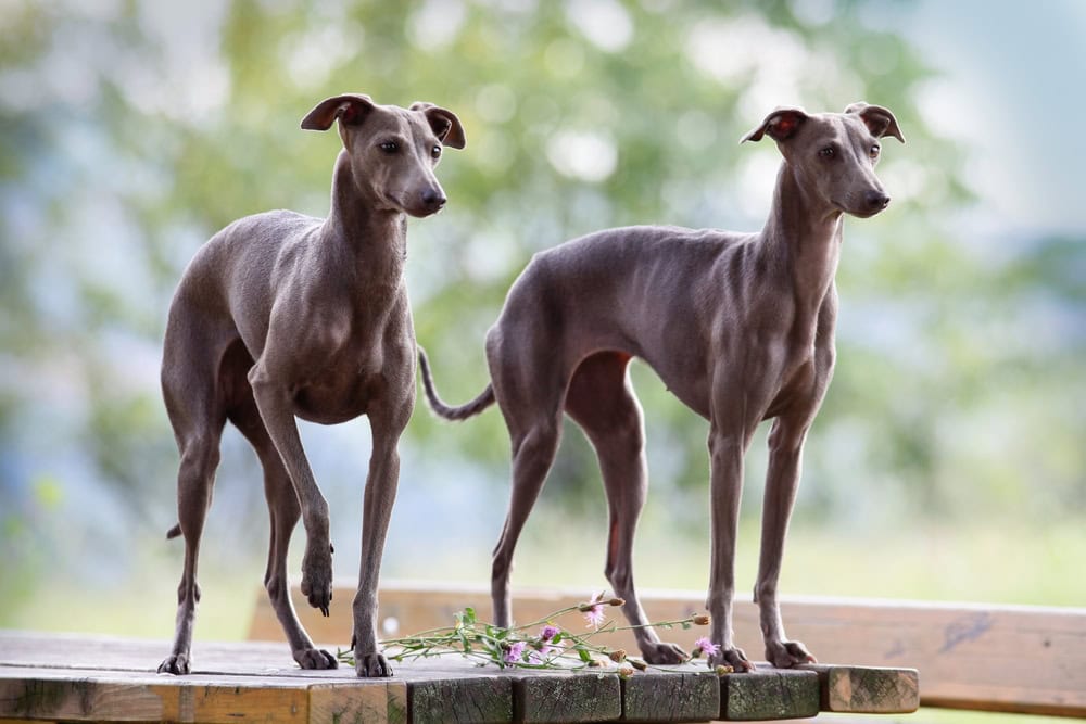 Italian Greyhounds