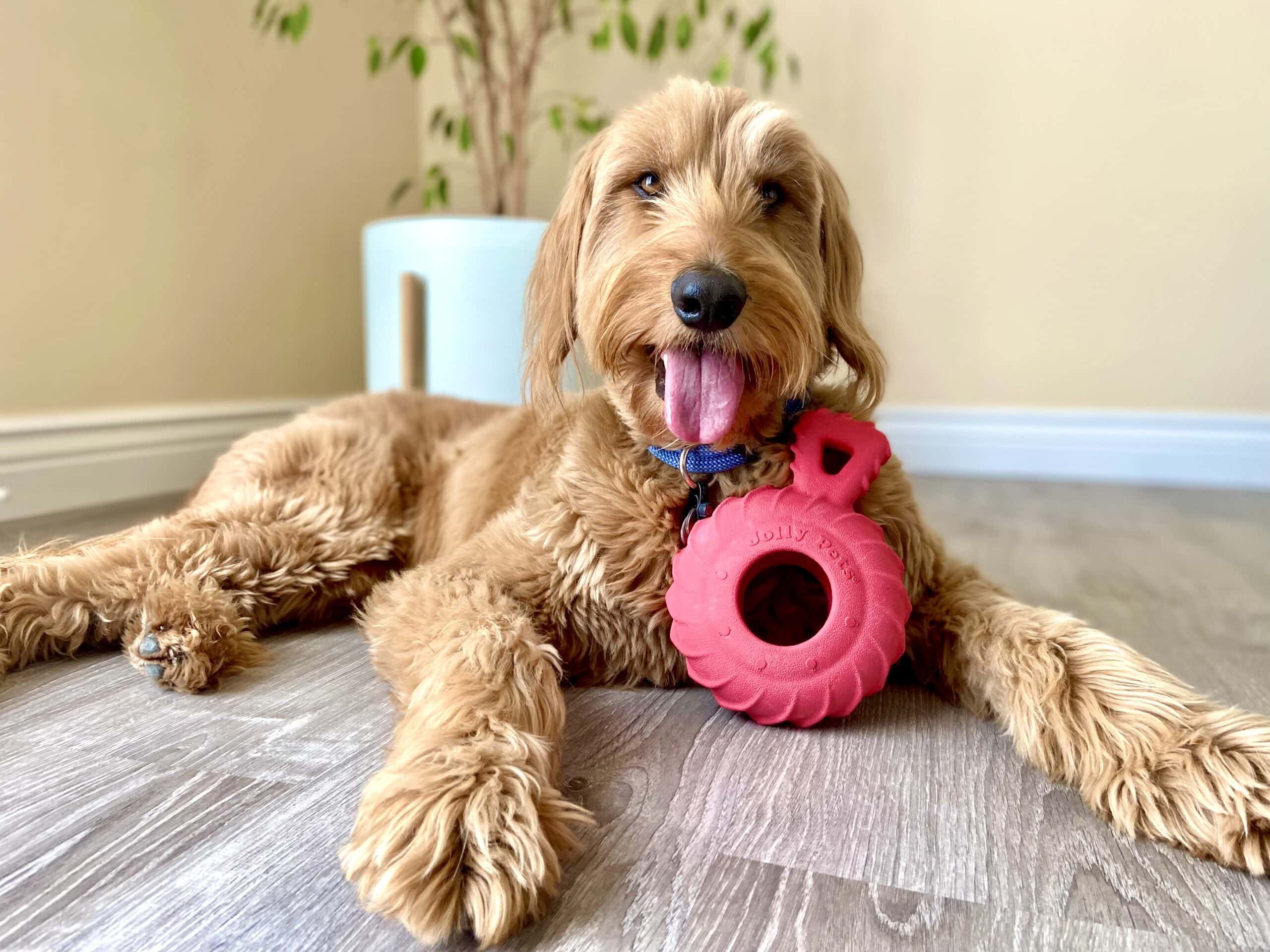 Jolly Pets Dog Toy with dog