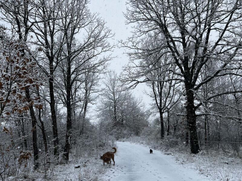 Miki and the dogs exploring in the snow