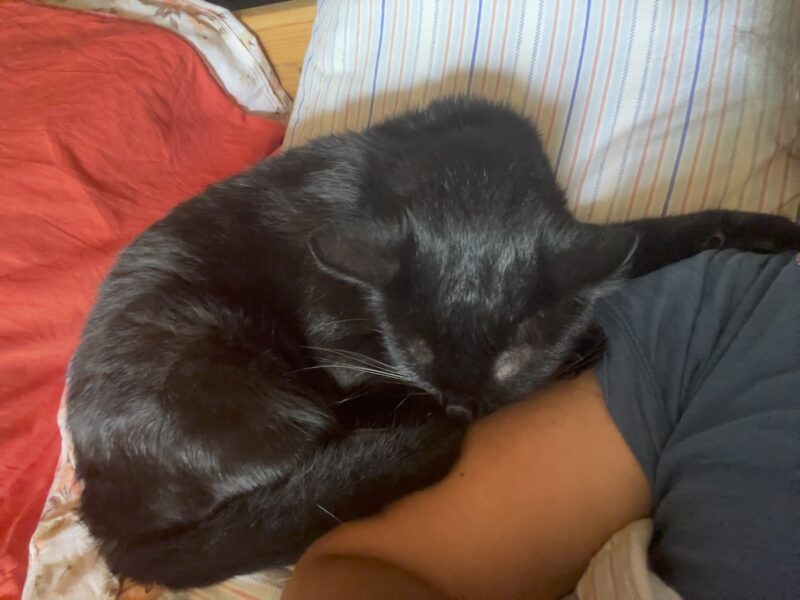 Miki curled up against Dr Maja's shoulder